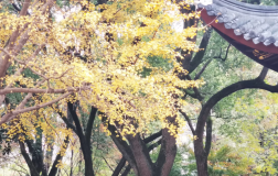 《四书五经》精华100句，常读常新，终身受益！